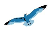gull